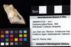 Foto (Objket + Etiketten) von Oxythyreus gibbus (Reuss, 1858) 